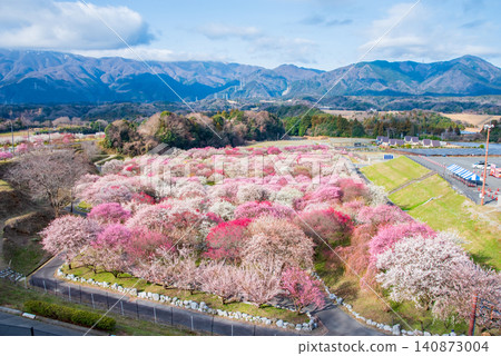 稻部市梅花公園「梅花節」(三重縣稻部市,稻部市農業公園) 稻部市梅花公園「梅花節」(三重縣稻部市,稻部市農業公園) 140873004