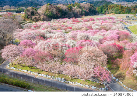 稻部市梅花公園「梅花節」（三重縣稻部市，稻部市農業公園） 140873005