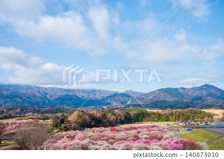 稻部市梅花公園「梅花節」(三重縣稻部市,稻部市農業公園) 稻部市梅花公園「梅花節」(三重縣稻部市,稻部市農業公園) 140873010