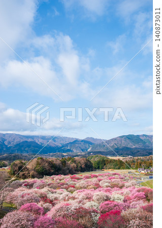 稻部市梅花公園「梅花節」(三重縣稻部市,稻部市農業公園) 稻部市梅花公園「梅花節」(三重縣稻部市,稻部市農業公園) 140873011