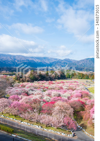 稻部市梅花公園「梅花節」(三重縣稻部市,稻部市農業公園) 稻部市梅花公園「梅花節」(三重縣稻部市,稻部市農業公園) 140873015