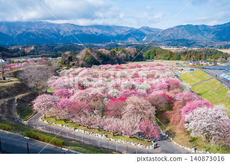 稻部市梅花公園「梅花節」(三重縣稻部市,稻部市農業公園) 稻部市梅花公園「梅花節」(三重縣稻部市,稻部市農業公園) 140873016