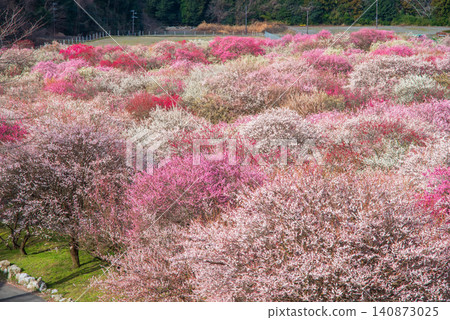 稻部市梅花公園「梅花節」（三重縣稻部市，稻部市農業公園） 140873025