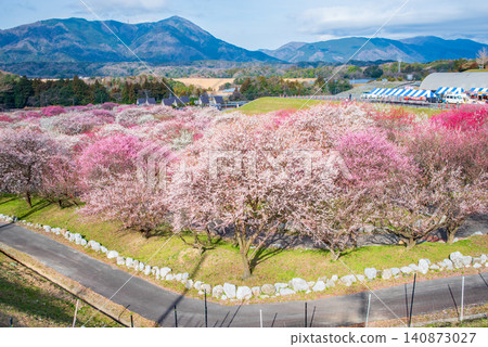 稻部市梅花公園「梅花節」（三重縣稻部市，稻部市農業公園） 140873027