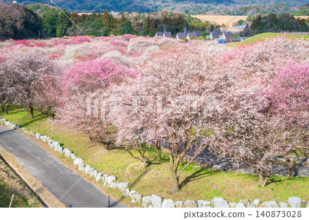 稻部市梅花公園「梅花節」（三重縣稻部市，稻部市農業公園） 140873028