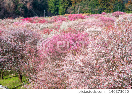 Inabe City Plum Blossom Park "Plum Blossom Festival" (Inabe City, Mie Prefecture, Inabe City Agricultural Park) Inabe City Plum Blossom Park "Plum Blossom Festival" (Inabe City, Mie Prefecture, Inabe City Agricultural Park) 140873030