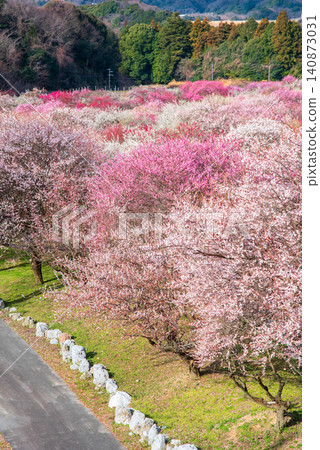稻部市梅花公園「梅花節」（三重縣稻部市，稻部市農業公園） 140873031