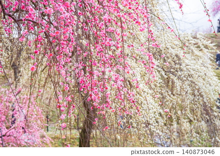 Inabe City Plum Blossom Park "Plum Blossom Festival" (Inabe City, Mie Prefecture, Inabe City Agricultural Park) 140873046