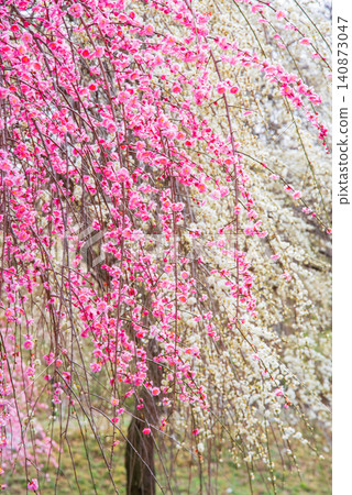 稻部市梅花公園「梅花節」(三重縣稻部市,稻部市農業公園) 稻部市梅花公園「梅花節」(三重縣稻部市,稻部市農業公園) 140873047