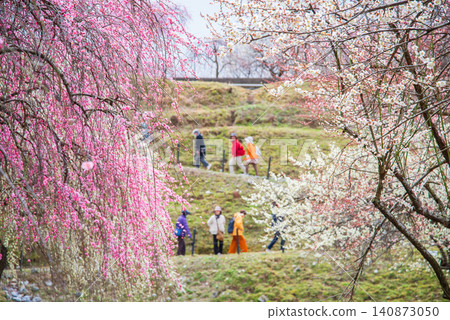 稻部市梅花公園「梅花節」(三重縣稻部市,稻部市農業公園) 稻部市梅花公園「梅花節」(三重縣稻部市,稻部市農業公園) 140873050
