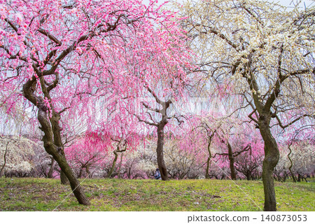 稻部市梅花公園「梅花節」(三重縣稻部市,稻部市農業公園) 稻部市梅花公園「梅花節」(三重縣稻部市,稻部市農業公園) 140873053