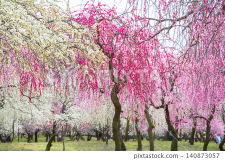 Inabe City Plum Blossom Park "Plum Blossom Festival" (Inabe City, Mie Prefecture, Inabe City Agricultural Park) Inabe City Plum Blossom Park "Plum Blossom Festival" (Inabe City, Mie Prefecture, Inabe City Agricultural Park) 140873057