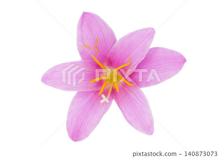 [Zephyranthes]（深度構圖） 140873073