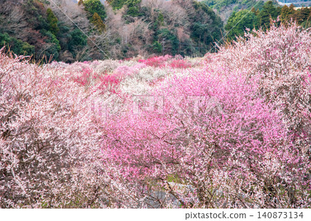 Inabe City Plum Blossom Park "Plum Blossom Festival" (Inabe City, Mie Prefecture, Inabe City Agricultural Park) Inabe City Plum Blossom Park "Plum Blossom Festival" (Inabe City, Mie Prefecture, Inabe City Agricultural Park) 140873134