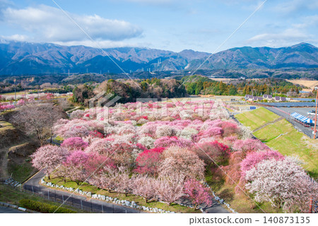 Inabe City Plum Blossom Park "Plum Blossom Festival" (Inabe City, Mie Prefecture, Inabe City Agricultural Park) Inabe City Plum Blossom Park "Plum Blossom Festival" (Inabe City, Mie Prefecture, Inabe City Agricultural Park) 140873135