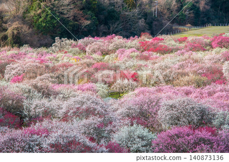稻部市梅花公園「梅花節」(三重縣稻部市,稻部市農業公園) 稻部市梅花公園「梅花節」(三重縣稻部市,稻部市農業公園) 140873136