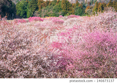 稻部市梅花公園「梅花節」（三重縣稻部市，稻部市農業公園） 140873137