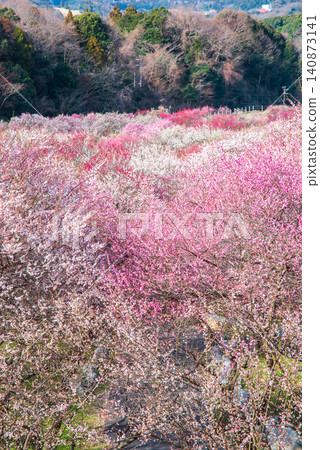 稻部市梅花公園「梅花節」(三重縣稻部市,稻部市農業公園) 稻部市梅花公園「梅花節」(三重縣稻部市,稻部市農業公園) 140873141