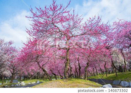 Inabe City Plum Blossom Park "Plum Blossom Festival" (Inabe City, Mie Prefecture, Inabe City Agricultural Park) Inabe City Plum Blossom Park "Plum Blossom Festival" (Inabe City, Mie Prefecture, Inabe City Agricultural Park) 140873302