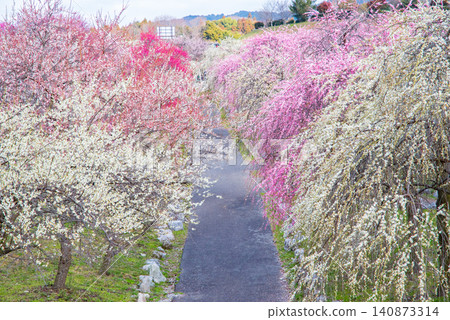 稻部市梅花公園「梅花節」(三重縣稻部市,稻部市農業公園) 稻部市梅花公園「梅花節」(三重縣稻部市,稻部市農業公園) 140873314