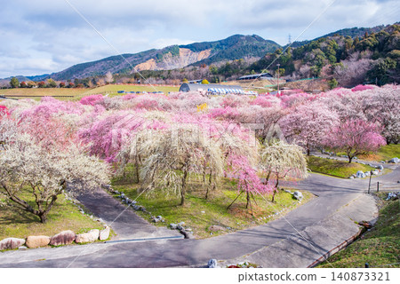 Inabe City Plum Blossom Park "Plum Blossom Festival" (Inabe City, Mie Prefecture, Inabe City Agricultural Park) Inabe City Plum Blossom Park "Plum Blossom Festival" (Inabe City, Mie Prefecture, Inabe City Agricultural Park) 140873321