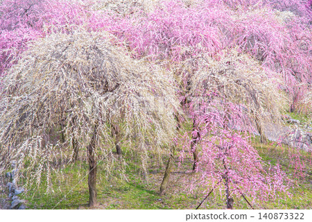 稻部市梅花公園「梅花節」（三重縣稻部市，稻部市農業公園） 140873322