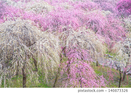 稻部市梅花公園「梅花節」(三重縣稻部市,稻部市農業公園) 稻部市梅花公園「梅花節」(三重縣稻部市,稻部市農業公園) 140873326