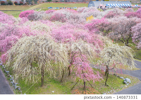 Inabe City Plum Blossom Park "Plum Blossom Festival" (Inabe City, Mie Prefecture, Inabe City Agricultural Park) Inabe City Plum Blossom Park "Plum Blossom Festival" (Inabe City, Mie Prefecture, Inabe City Agricultural Park) 140873331