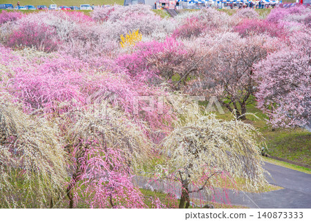 Inabe City Plum Blossom Park "Plum Blossom Festival" (Inabe City, Mie Prefecture, Inabe City Agricultural Park) Inabe City Plum Blossom Park "Plum Blossom Festival" (Inabe City, Mie Prefecture, Inabe City Agricultural Park) 140873333