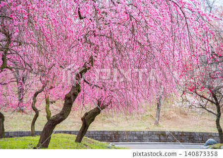 稻部市梅花公園「梅花節」(三重縣稻部市,稻部市農業公園) 稻部市梅花公園「梅花節」(三重縣稻部市,稻部市農業公園) 140873358