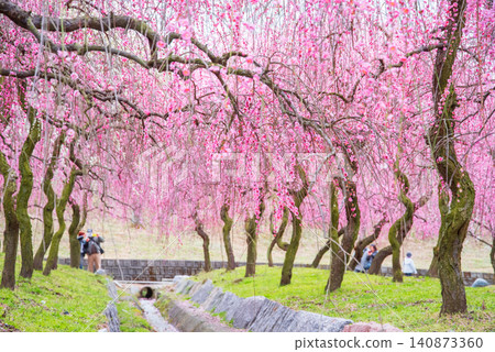 Inabe City Plum Blossom Park "Plum Blossom Festival" (Inabe City, Mie Prefecture, Inabe City Agricultural Park) Inabe City Plum Blossom Park "Plum Blossom Festival" (Inabe City, Mie Prefecture, Inabe City Agricultural Park) 140873360