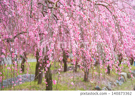 稻部市梅花公園「梅花節」(三重縣稻部市,稻部市農業公園) 稻部市梅花公園「梅花節」(三重縣稻部市,稻部市農業公園) 140873362