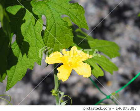 Yellow flower of bitter gourd Yellow flower of bitter gourd 140873395