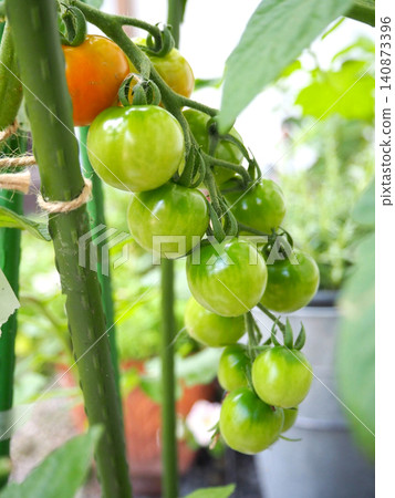 Mini tomatoes in a home garden that have started to change color Mini tomatoes in a home garden that have started to change color 140873396