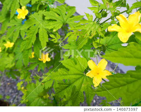 Yellow flower of bitter gourd Yellow flower of bitter gourd 140873397