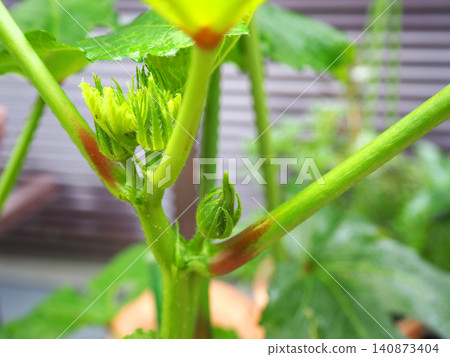 黃秋葵的萌芽 黃秋葵的萌芽 140873404