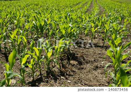 Rows of small maize sprouts on an agricultural field in early summer Rows of small maize sprouts on an agricultural field in early summer 140873456