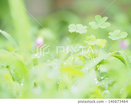 雨後的花園樹木 140873464