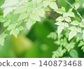 雨後的花園樹木 140873468