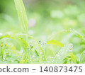 雨後的花園樹木 140873475