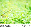 雨後的花園樹木 140873487