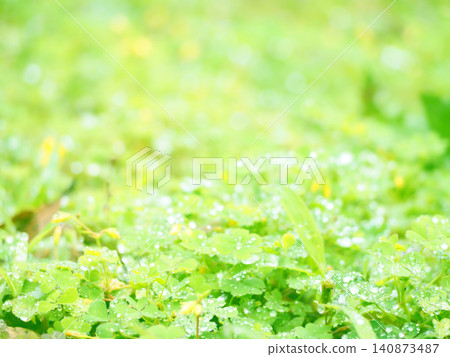 Garden trees after the rain Garden trees after the rain 140873487