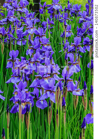 A cluster of beautiful purple irises blooms brilliantly in the fresh sunlight of early summer. A cluster of beautiful purple irises blooms brilliantly in the fresh sunlight of early summer. 140873502
