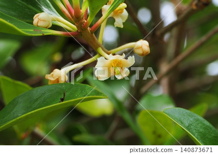 雌雄同體的 Ternstroemia gymnanthera 花 雌雄同體的 Ternstroemia gymnanthera 花 140873671