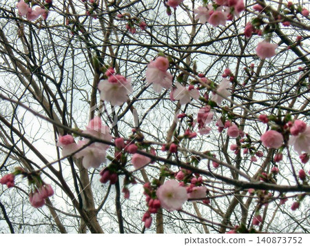 Cherry blossom background - 15 Cherry blossom background - 15 140873752