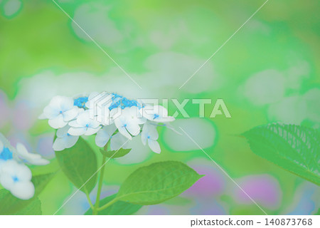 Hydrangea 140873768