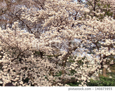 櫻花背景 - 25 櫻花背景 - 25 140873955
