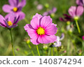 Pink cosmos flowers blooming in an autumn flower field 140874294
