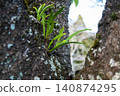 Close-up of new shoots growing from the tree trunk 140874295