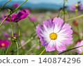 A single pink cosmos flower 140874296